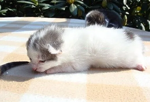 Kocie Bobasy do adopcji, dolnośląskie Świdnica