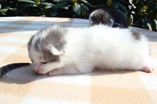 Kocie Bobasy do adopcji,  dolnośląskie Świdnica