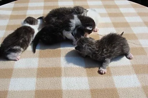 Kocie Bobasy do adopcji,  dolnośląskie Świdnica