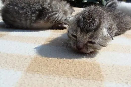 Kocie Bobasy do adopcji,  dolnośląskie Świdnica