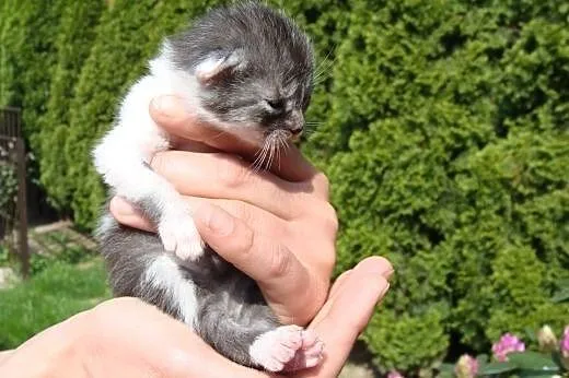 Kocie Bobasy do adopcji,  dolnośląskie Świdnica