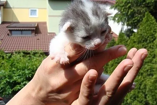 Kocie Bobasy do adopcji,  dolnośląskie Świdnica