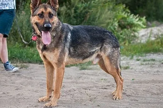 Arni w typie Owczarka - najpierw porzucony, późnie