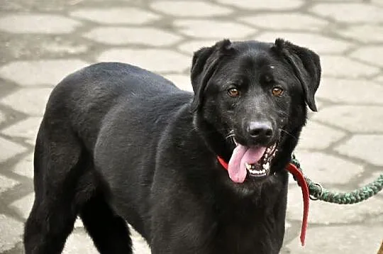 Tara w typie labradora od wielu lat bezdomna