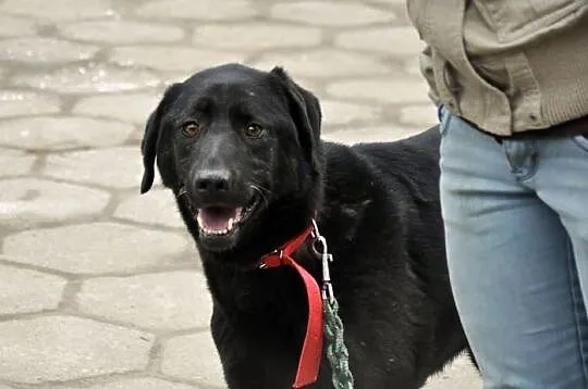 Tara w typie labradora od wielu lat bezdomna