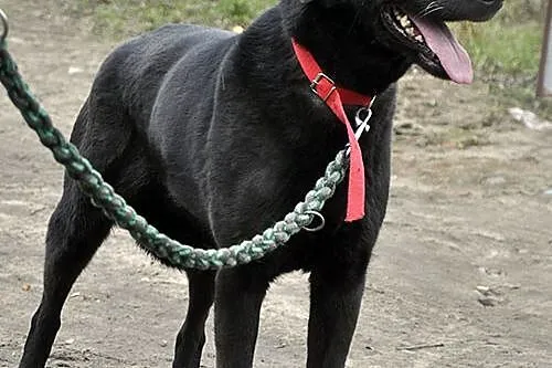 Tara w typie labradora od wielu lat bezdomna