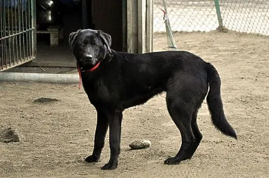 Tara w typie labradora od wielu lat bezdomna