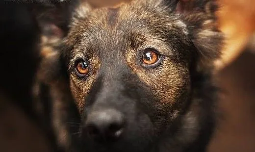 Szylkretowo umaszczona, aktywna Hienka do adopcji,