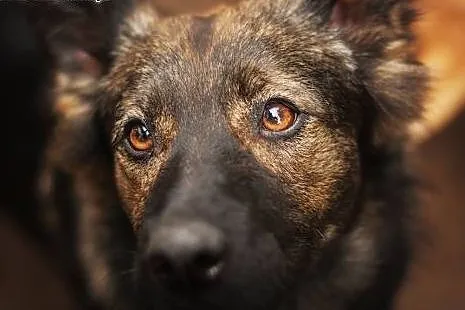 Szylkretowo umaszczona, aktywna Hienka do adopcji,