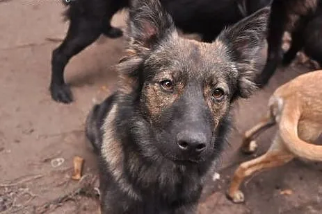 Szylkretowo umaszczona, aktywna Hienka do adopcji,