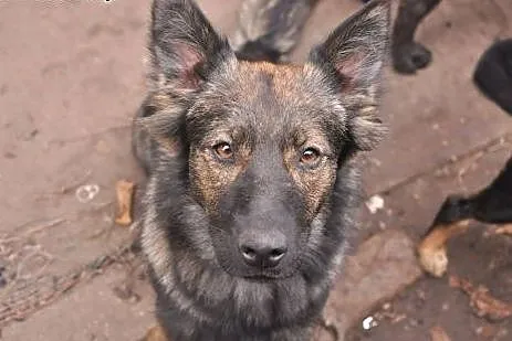 Szylkretowo umaszczona, aktywna Hienka do adopcji,