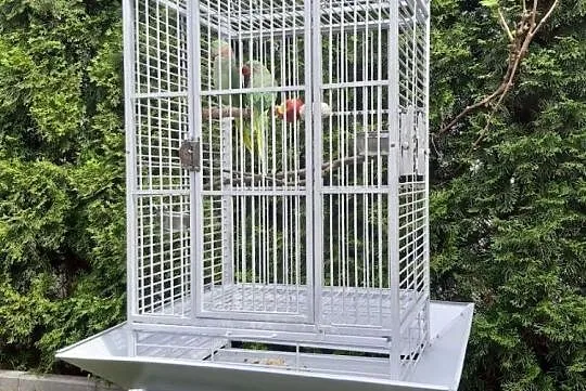 Aleksandretty Nimfy Cukrówki faliste, Wielkopolskie, Złotów