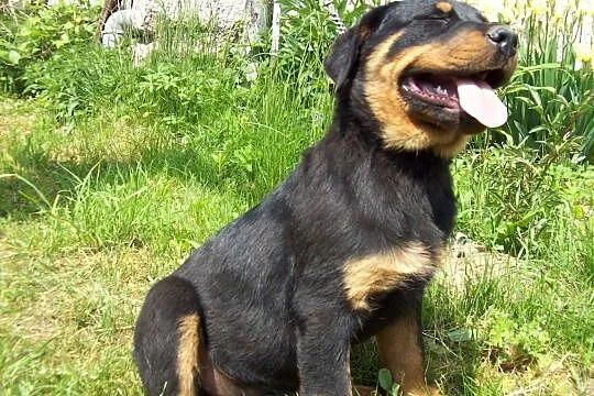 Rottweilera 6 miesięcznego sprzedam, Stryków