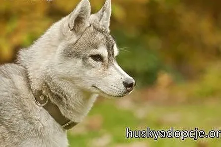 ARAK- kochany i energiczny pies husky do adopcji, mazowieckie Warszawa