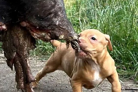Szczenięta Amerykańskiego Pitbull Teriera
