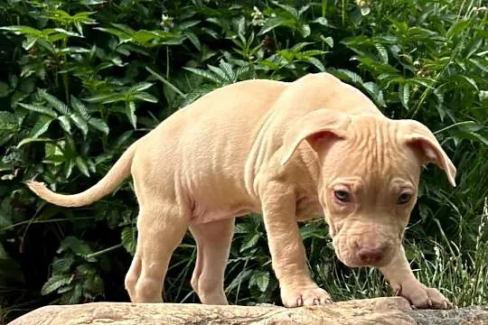 Szczenięta Amerykańskiego Pitbull Teriera, Dolnośląskie, Wałbrzych