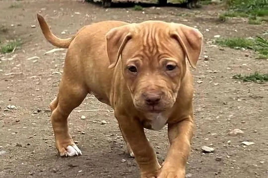 Szczenięta Amerykańskiego Pitbull Teriera, Dolnośląskie, Wałbrzych