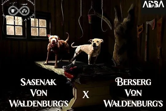Szczenięta Amerykańskiego Pitbull Teriera, Dolnośląskie, Wałbrzych