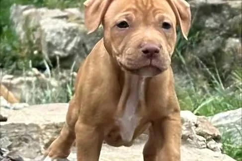 Szczenięta Amerykańskiego Pitbull Teriera, Dolnośląskie, Wałbrzych