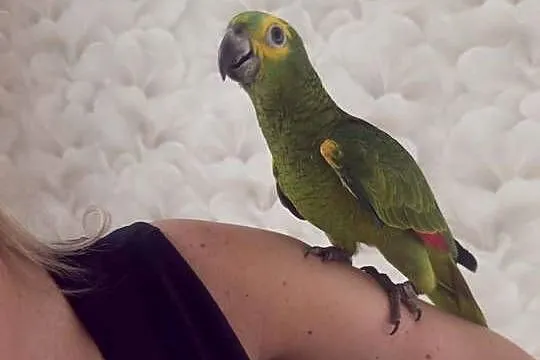 Amazonka niebieskoczelna 26