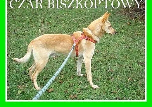 Biszkoptowy,młody,łagodny,wesoły średni, 20 kg pie