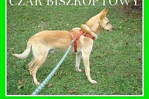 Biszkoptowy,młody,łagodny,wesoły średni, 20 kg pie