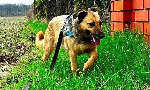 Kelly - śliczna i nieśmiała, do adopcji doskonała: