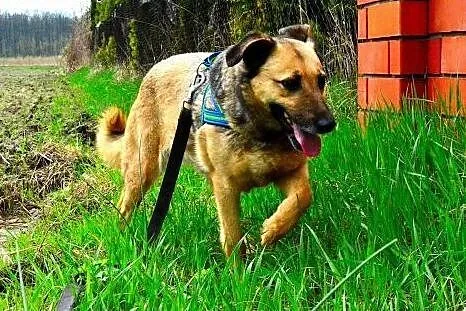 Kelly - śliczna i nieśmiała, do adopcji doskonała: