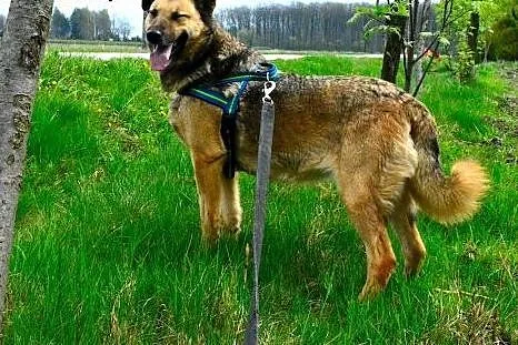 Kelly - śliczna i nieśmiała, do adopcji doskonała: