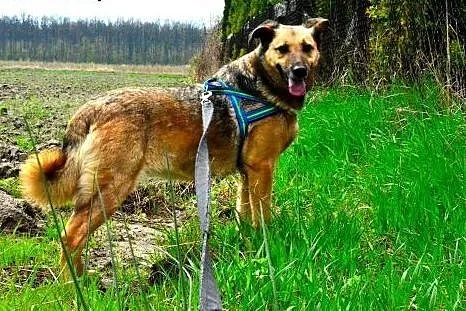 Kelly - śliczna i nieśmiała, do adopcji doskonała: