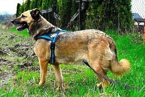 Kelly - śliczna i nieśmiała, do adopcji doskonała:
