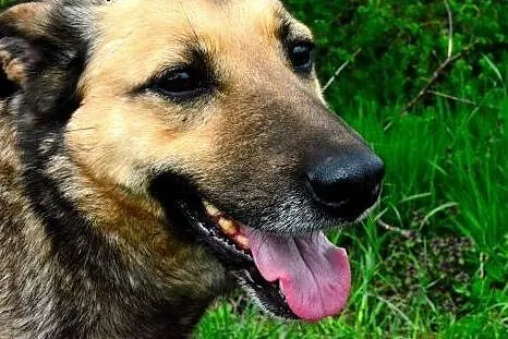 Kelly - śliczna i nieśmiała, do adopcji doskonała: