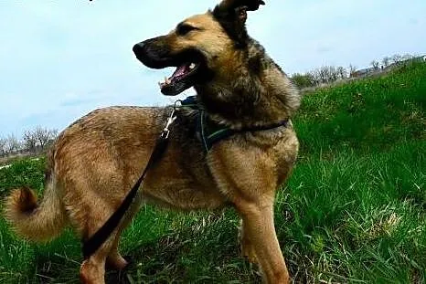 Kelly - śliczna i nieśmiała, do adopcji doskonała: