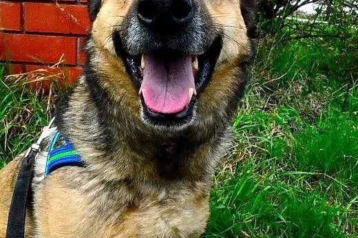 Kelly - śliczna i nieśmiała, do adopcji doskonała: