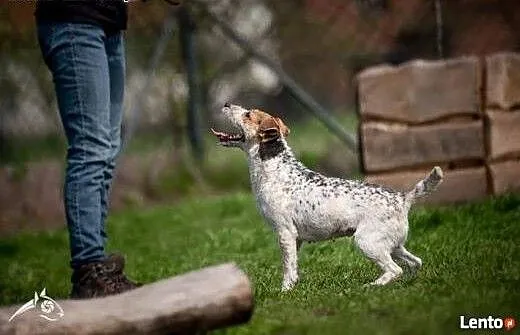 Cudowna Zyzia w typie jack russel terriera szuka d