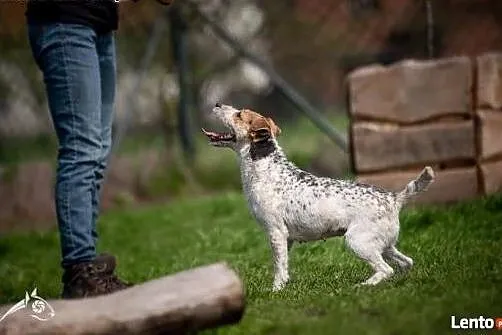 Cudowna Zyzia w typie jack russel terriera szuka d