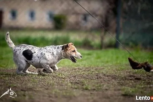 Cudowna Zyzia w typie jack russel terriera szuka d