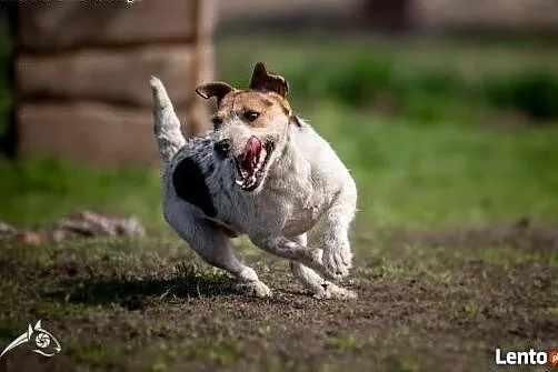 Cudowna Zyzia w typie jack russel terriera szuka d