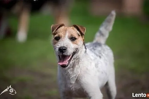 Cudowna Zyzia w typie jack russel terriera szuka d