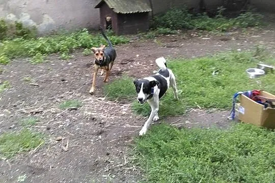 Kochający dzieci Rogal, oddany przyjaciel szuka do