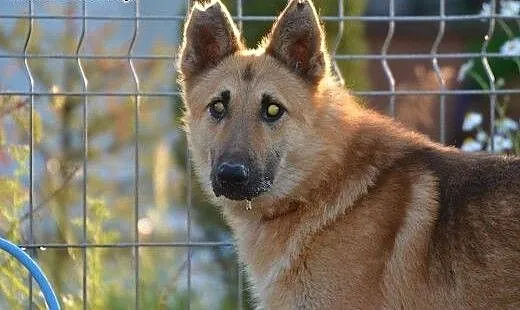 Przygarnij niedowidzącego Tulipana- pokocha cię ja