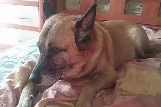 Aron błaga o dom... Zbyt dużo przeżył :(,  dolnośl