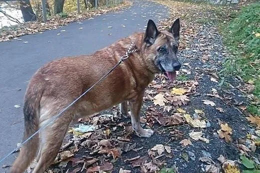 Aron błaga o dom... Zbyt dużo przeżył :(,  dolnośl