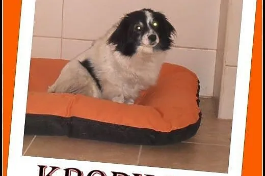 Malutka,milutka sunia Kropka szuka domku. ADOPTUJ!,  małopolskie Kraków