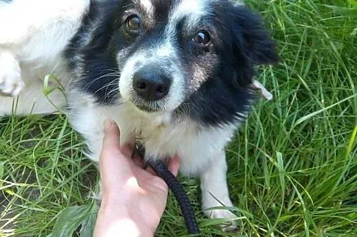 Malutka,milutka sunia Kropka szuka domku. ADOPTUJ!