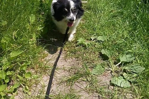 Malutka,milutka sunia Kropka szuka domku. ADOPTUJ!