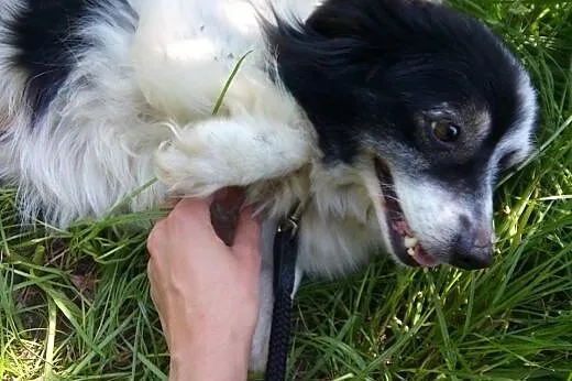 Malutka,milutka sunia Kropka szuka domku. ADOPTUJ!