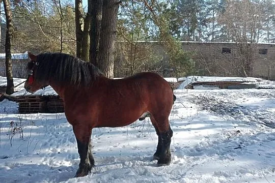 Konie zimnokrwiste stanówka, Belno