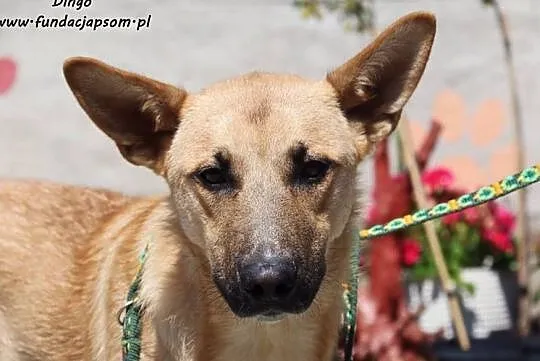 Dingo - wesoły psiak, Mazowieckie, Nowy Dwór Mazowiecki