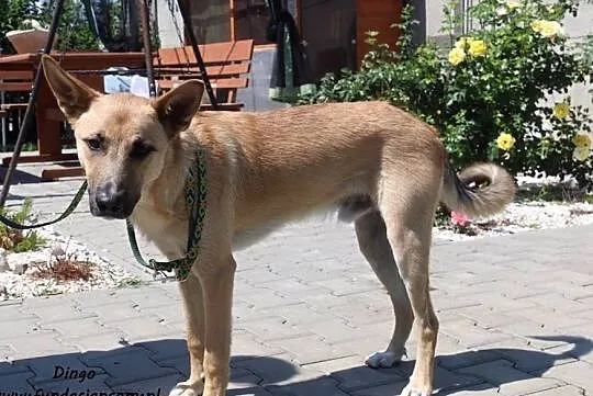 Dingo - wesoły psiak, Mazowieckie, Nowy Dwór Mazowiecki